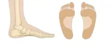 Normal Foot Structure