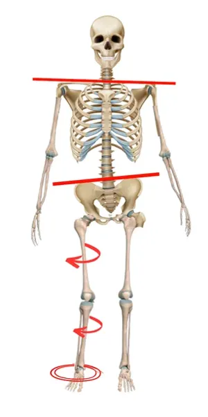 Supinated Body Posture